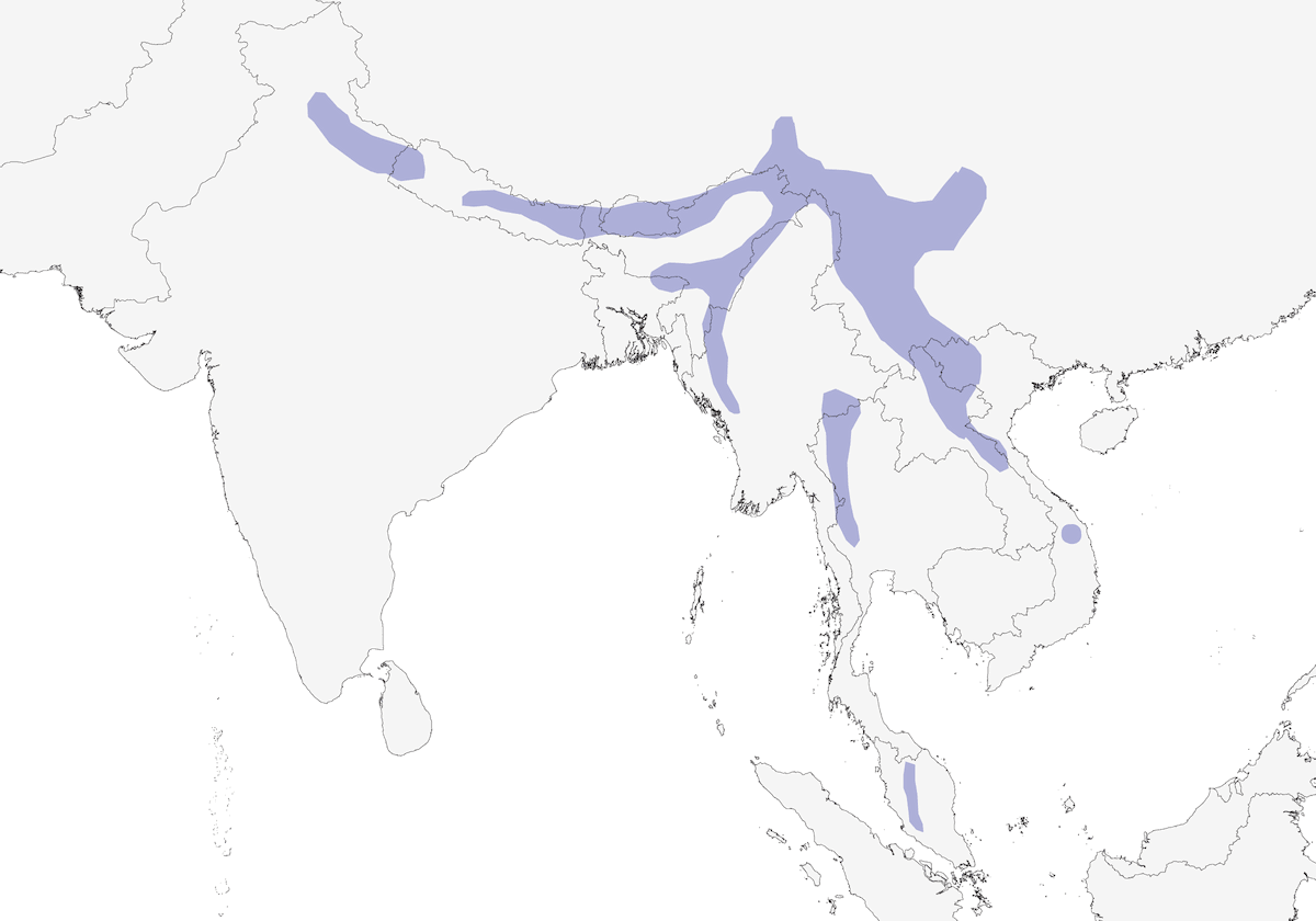 Chestnut-tailed Minla, Distribution 1