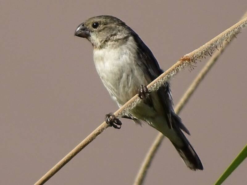 Chestnut-throated Seedeater