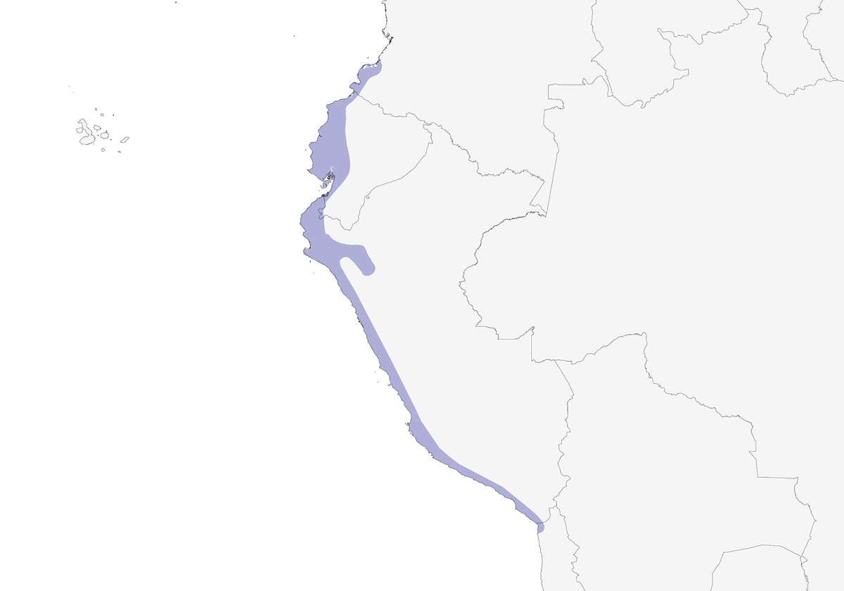 Beccasemi gola castana, Distribuzione 1