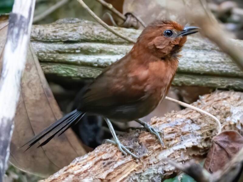 Chestnut-throated Spinetail, Photos 4