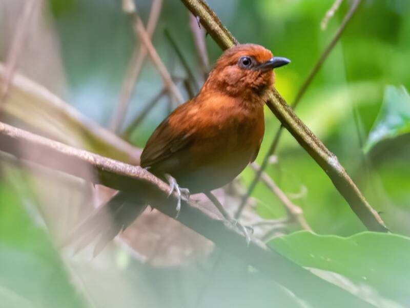 Chestnut-throated Spinetail, Photos 2