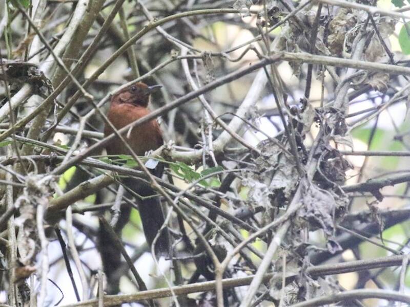 Chestnut-throated Spinetail, Photos 3