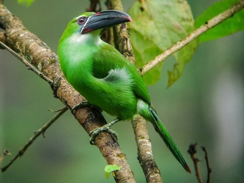 Toucanet à bec tacheté, Photos 2