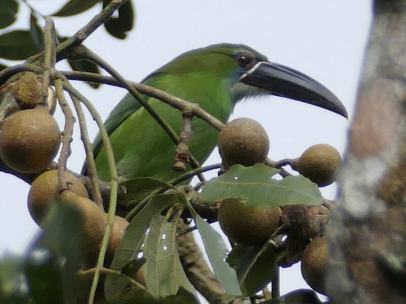 Toucanet à bec tacheté, Photos 3