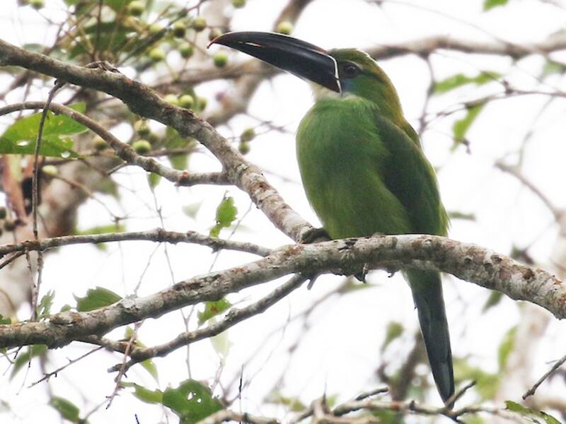 Toucanet à bec tacheté, Photos 4
