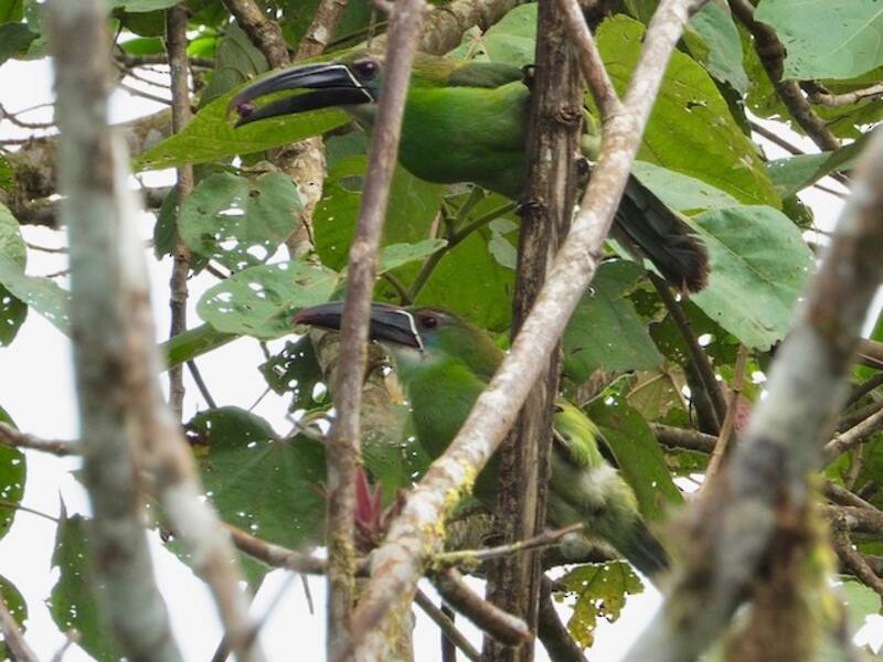 Toucanet à bec tacheté