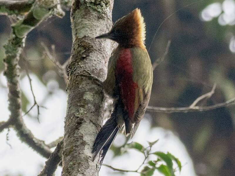 Checker-throated Woodpecker