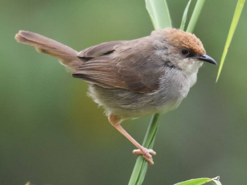 Chubb's Cisticola, Photos 4