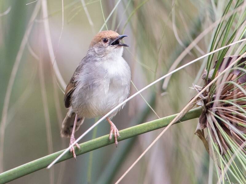 Chubb's Cisticola, Photos 2