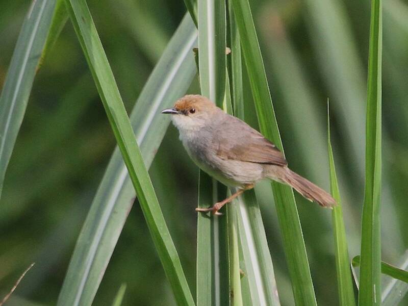 Chubb's Cisticola, Photos 3