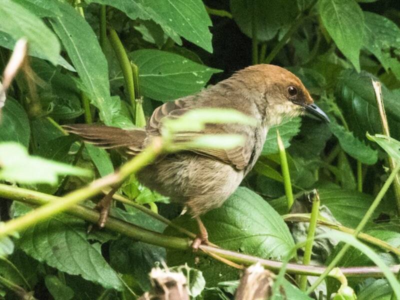 Chubb's Cisticola