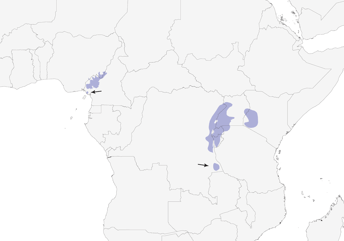 Chubb's Cisticola, Distribution 1