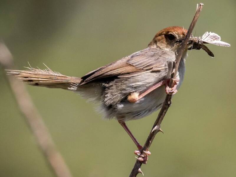 Cisticola chioccolante, Foto 3