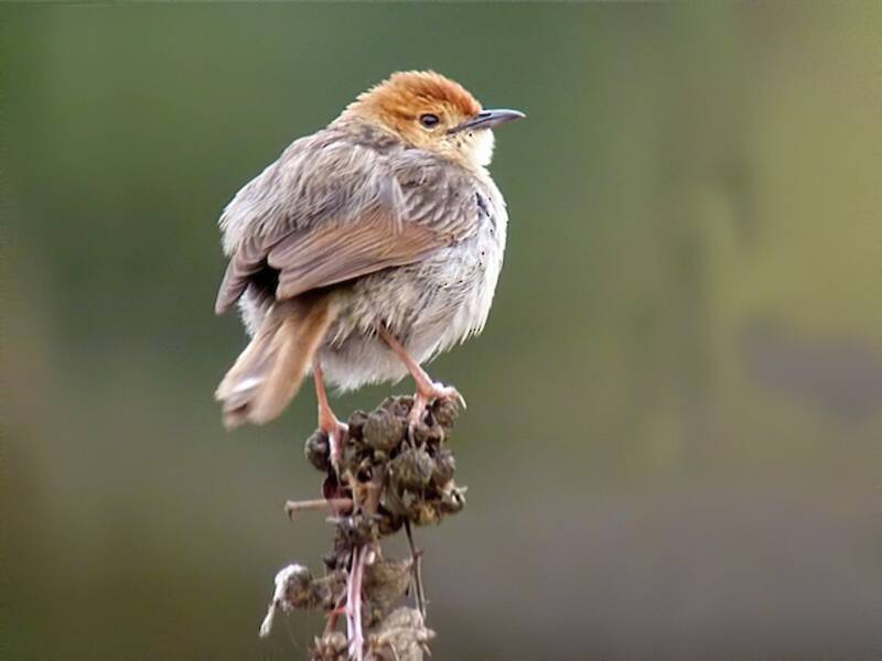 Cisticola chioccolante, Foto 2
