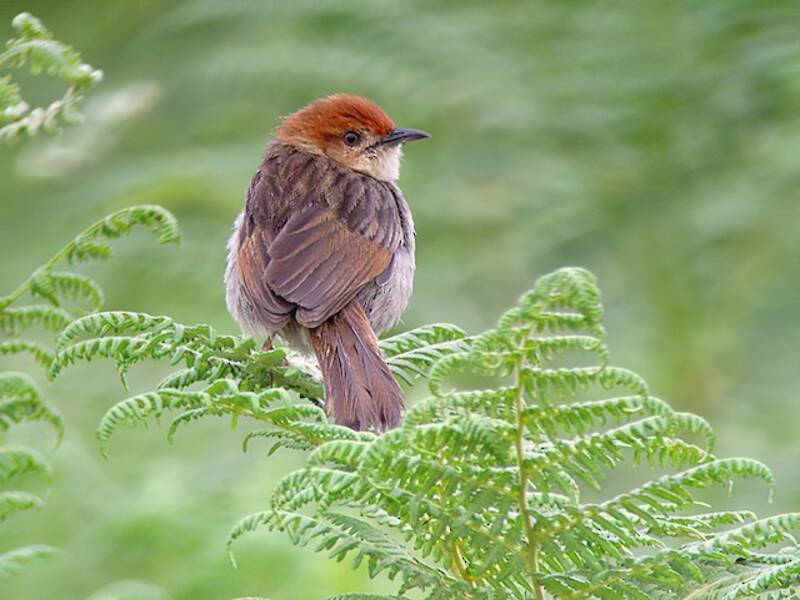Cisticola churrante