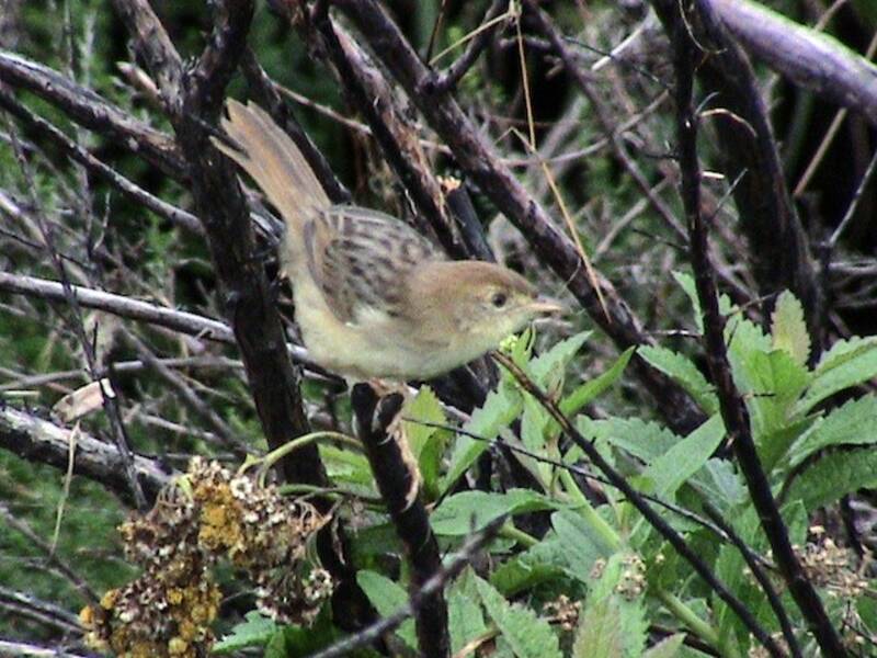 Cisticola chioccolante, Foto 4
