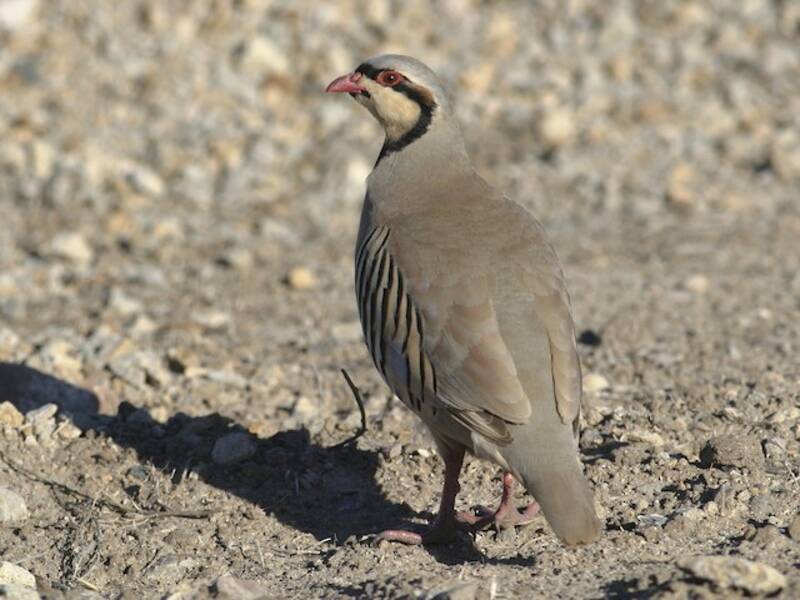 Chukar (Alectoris chukar)