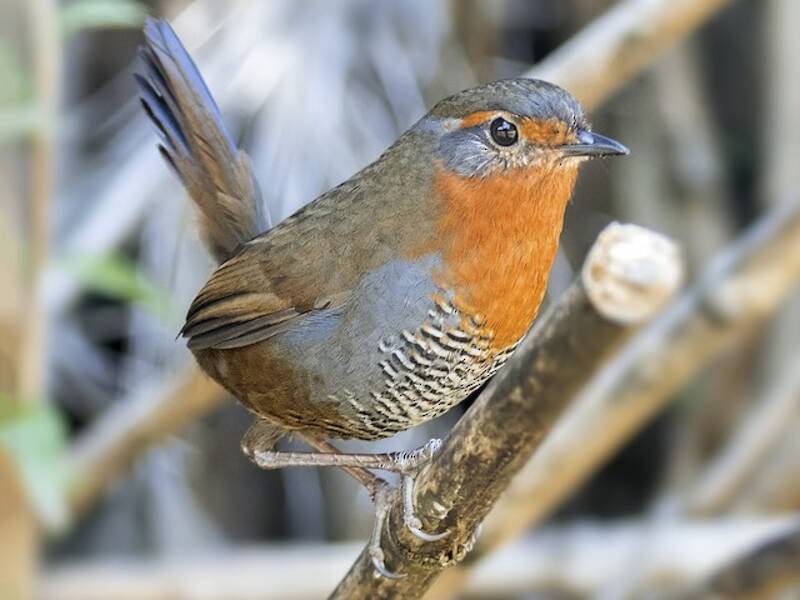 Chucao Tapaculo, Photos 3
