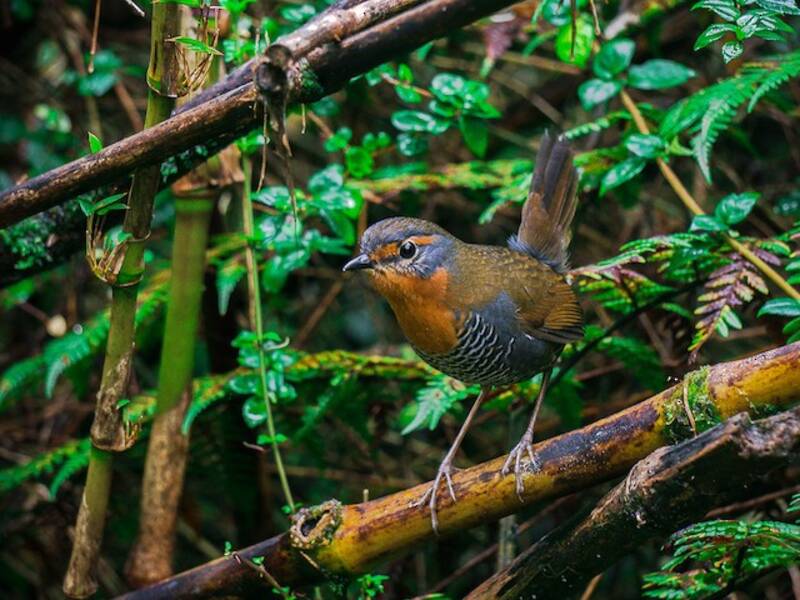 Chucao Tapaculo, Photos 2