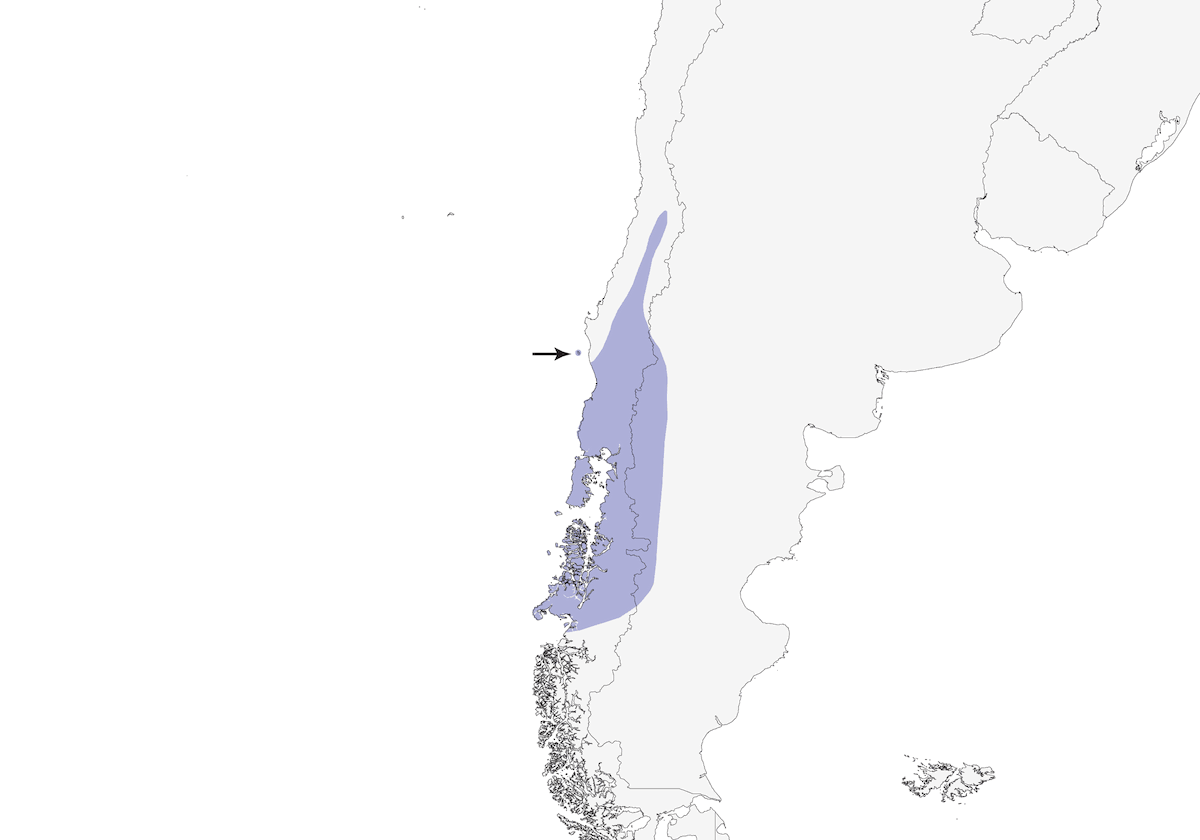 Chucao Tapaculo, Distribution 1