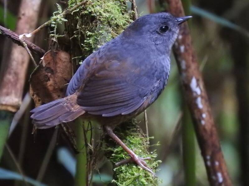 Chusquea Tapaculo, 照片 2