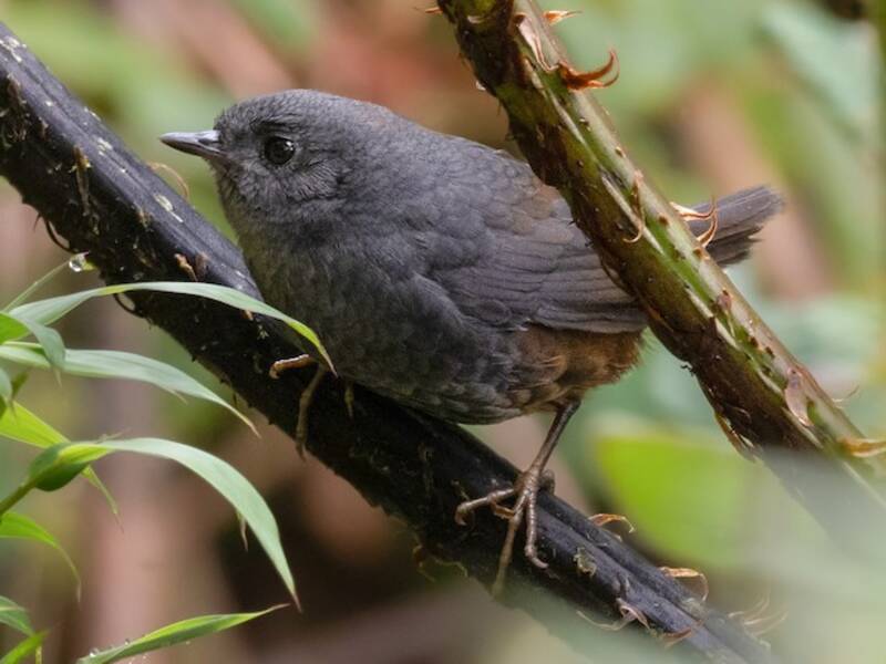 Chusquea Tapaculo, 照片 3
