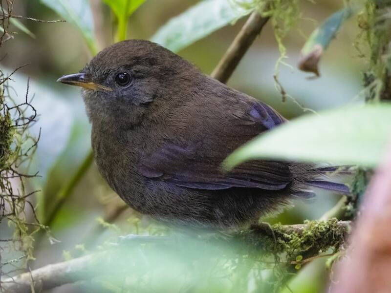 Tapaculo de Chusquea
