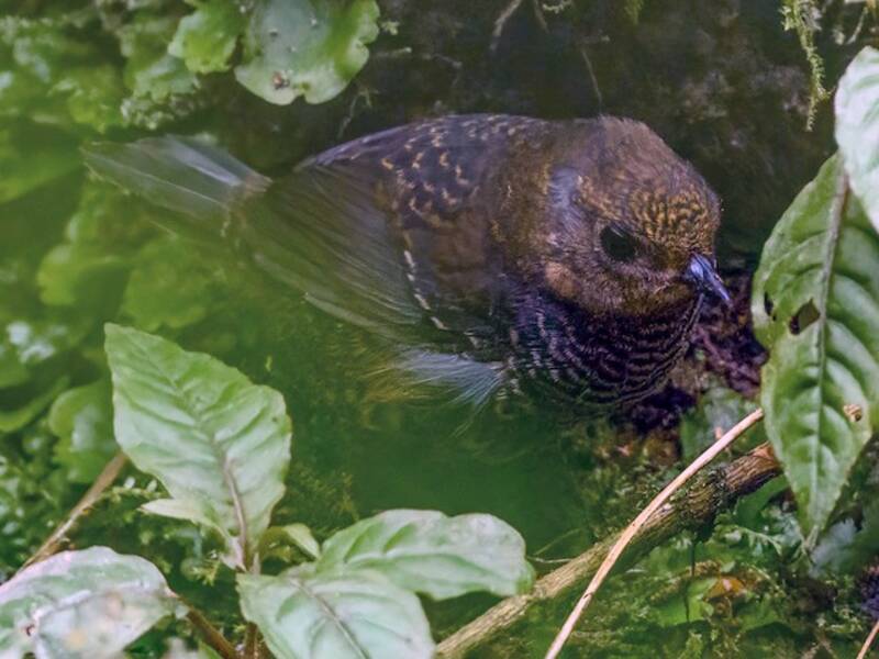Chusquea Tapaculo, 照片 4