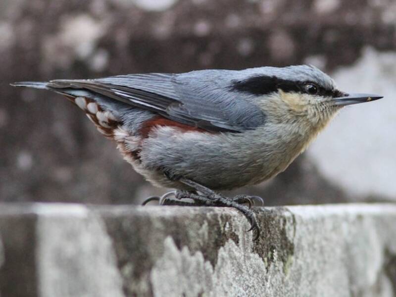 Sittelle de Birmanie, Photos 3