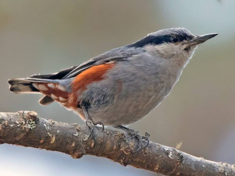 Chestnut-vented Nuthatch (Sitta nagaensis)