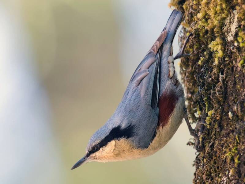 Sittelle de Birmanie, Photos 4