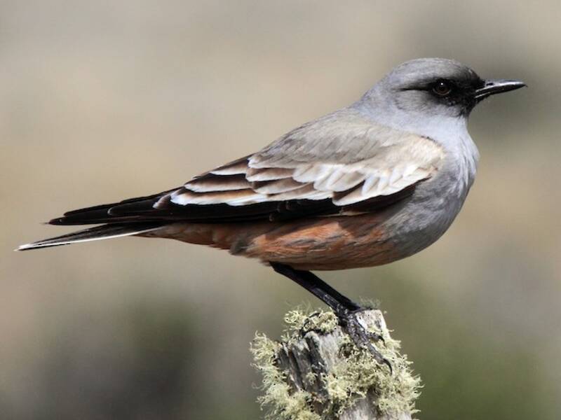 Chocolate-vented Tyrant, Photos 3