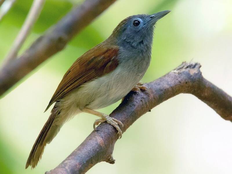 Garrulo alicastane