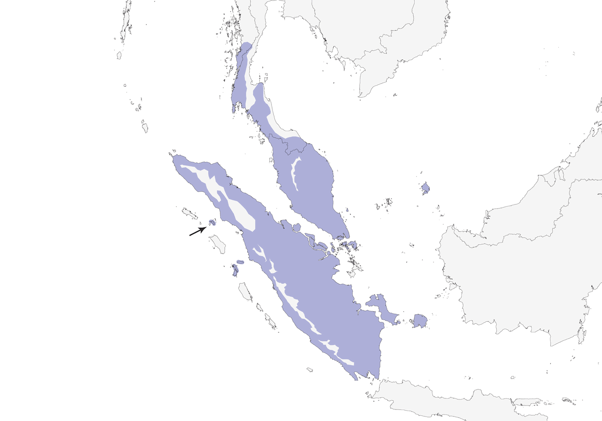 Timalí Alirrufo, Distribución 1