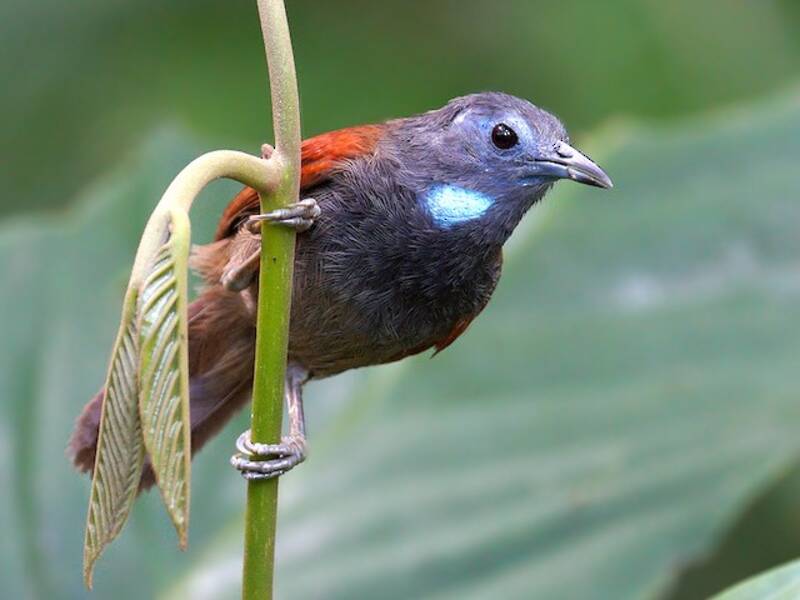 Gray-hooded Babbler
