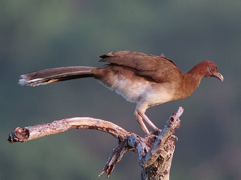 Chestnut-winged Chachalaca, Photos 4