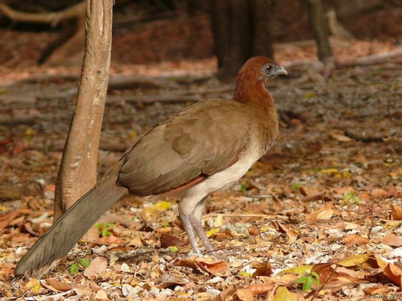 Chestnut-winged Chachalaca, Photos 3