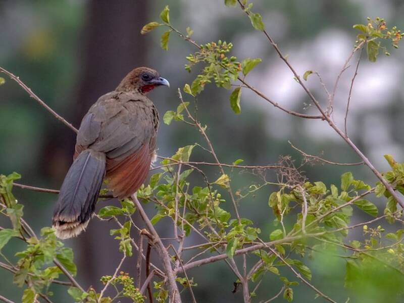 Chestnut-winged Chachalaca, Photos 2