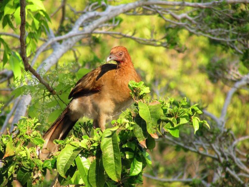 Chestnut-winged Chachalaca, Photos 1