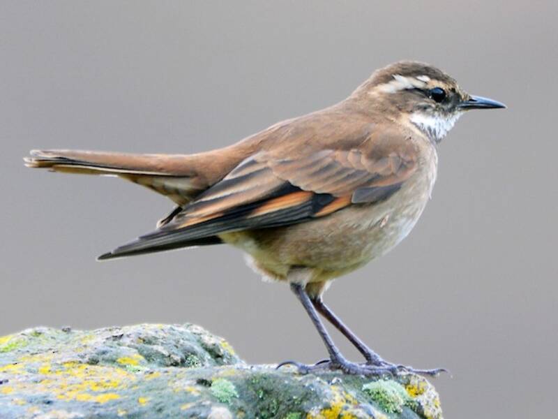 Chestnut-winged Cinclodes