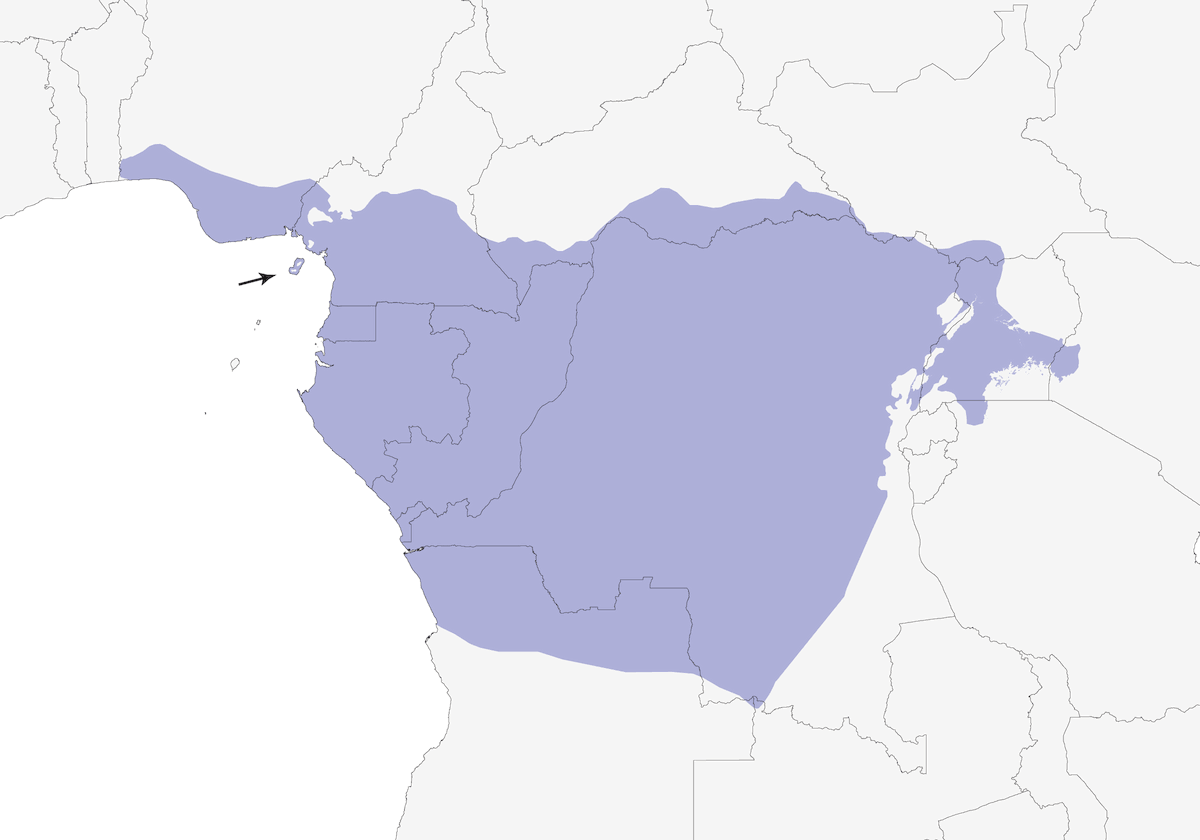 Pririt marron, Distribution 1