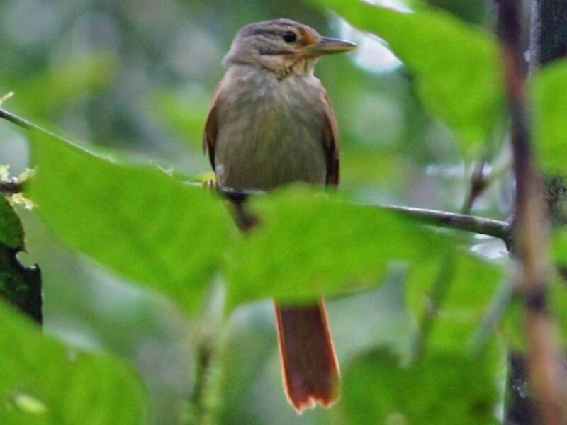 Chestnut-winged Foliage-gleaner