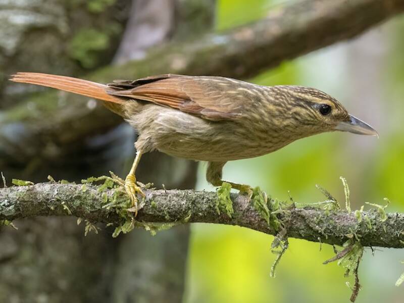Ptérothius à ailes rousses