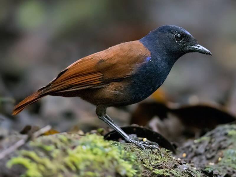Tordo fischiatore di Sumatra, Foto 2