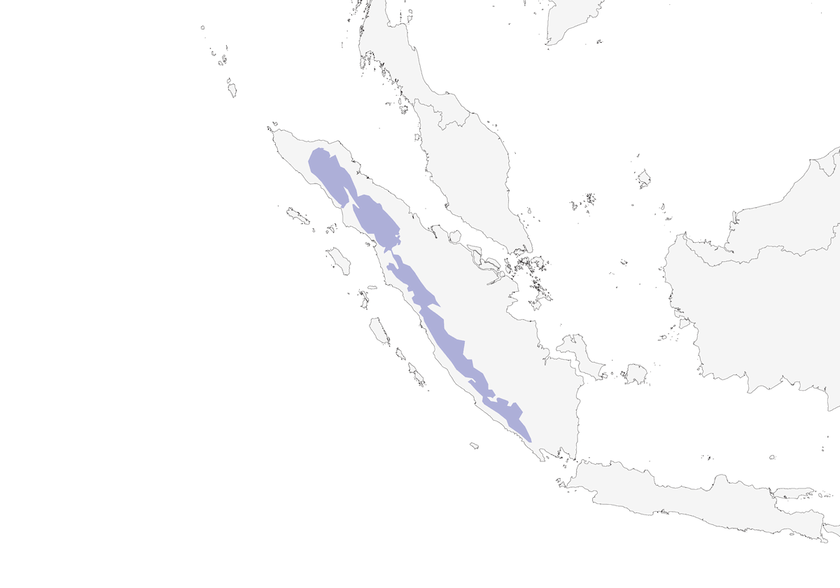 Tordo fischiatore di Sumatra, Distribuzione 1