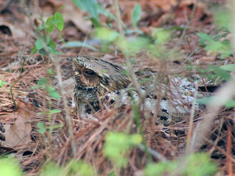 Chuck-will's-widow, Photos 2