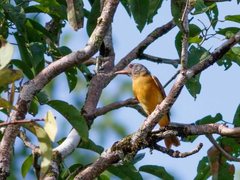 Citron-bellied Attila