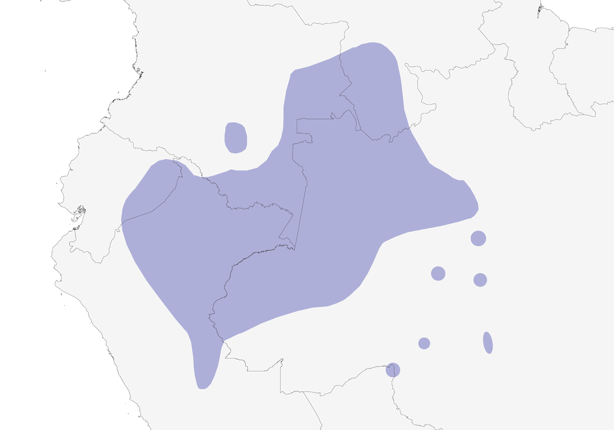 Attila dal ventre citrino, Distribuzione 1