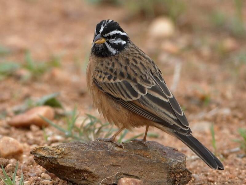 Cinnamon-breasted Bunting (Emberiza tahapisi)