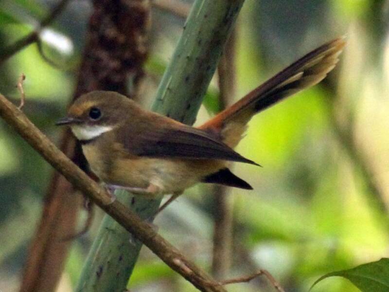 Tawny-backed Fantail